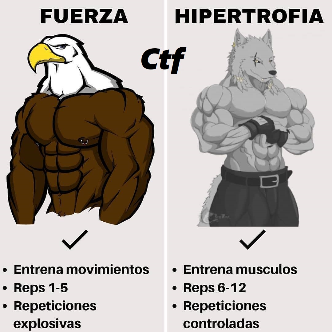 Fuerza Vs Hipertrofia – CambiaTuFisico Blog