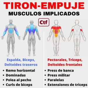 Músculos implicados tirón empuje torso