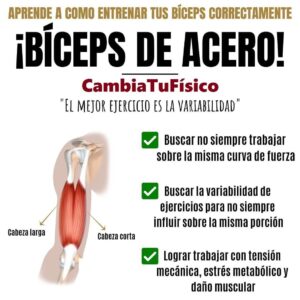 Bíceps de acero