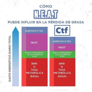 ¿Cómo neat puede influir en la perdida de grasa?