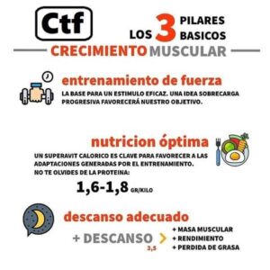 Los 3 pilares básicos del crecimiento muscular