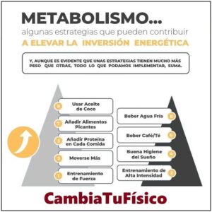 Metabolismo