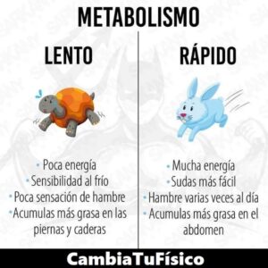 Metabolismo lento y rápido