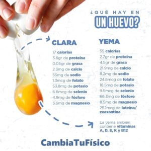 ¿Qué hay en un huevo?