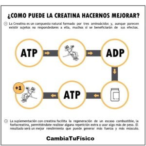 ¿Cómo puede la creatina hacernos mejorar?