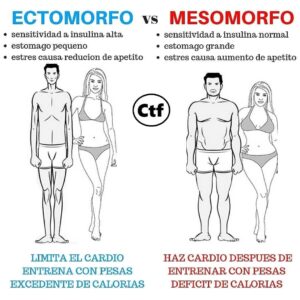 Ectomorfo vs Mesomorfo