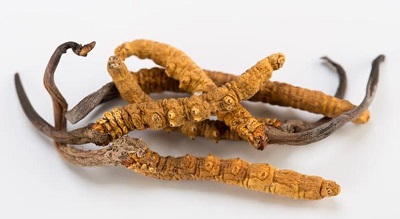 Beneficios del cordyceps sinensis