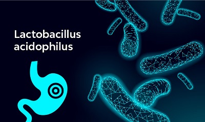 Lactobacillus Acidophilus