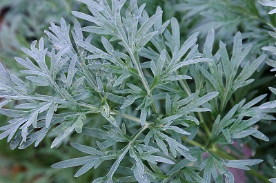 Ajenjo (Artemisia Absintium)