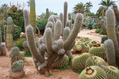 Propiedades beneficiosas de las cactáceas (cactus)
