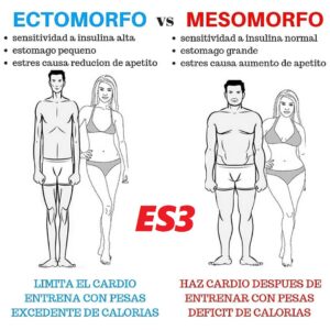 Ectomorfo vs mesomorfo