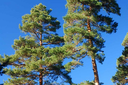 Propiedades curativas de la infusión de pino albar